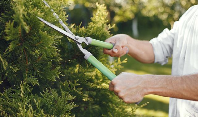 pruner